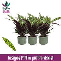 Calathea Insigne in Pantanel ceramics Rhythm & More
