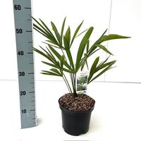 Trachycarpus takagii