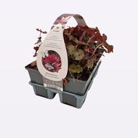 Heuchera micr. Palace purple