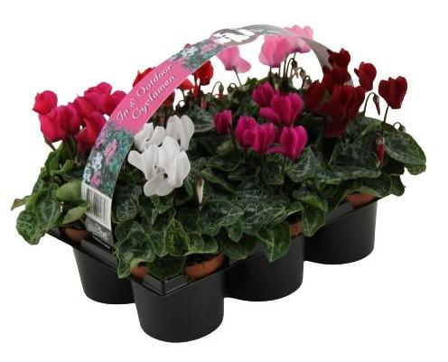 Picture of Cyclamen Verano 6-pack in varieties P9 20CM