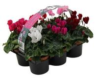 Cyclamen Verano 6-pack in varieties