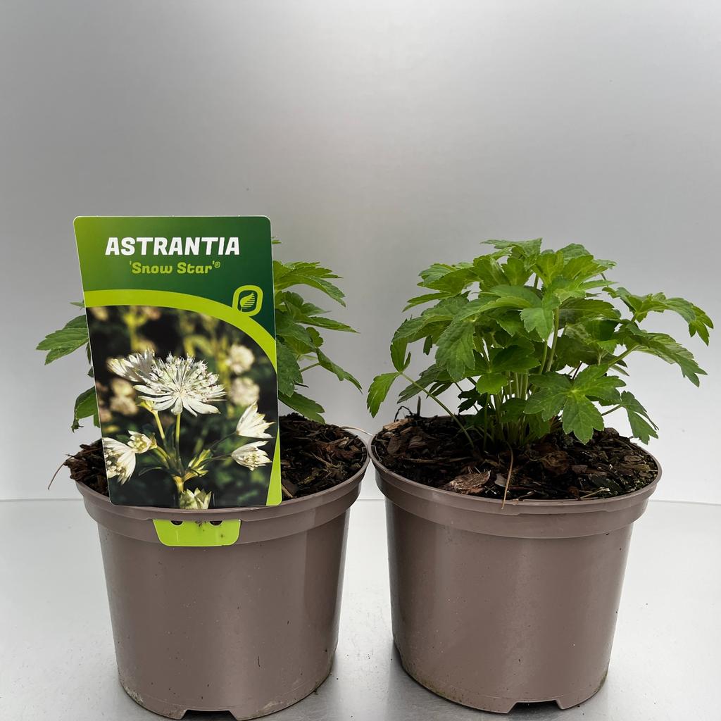 Picture of Astrantia Snow Star P17 (2 Ltr)