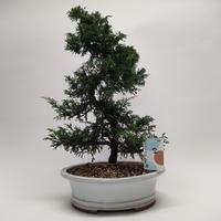 Juniperus Itoigawa S-shape Bonsai 30 cm (origin:Japan)