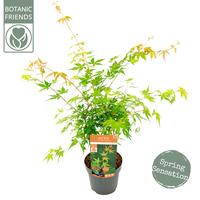 Acer pal. Katsura