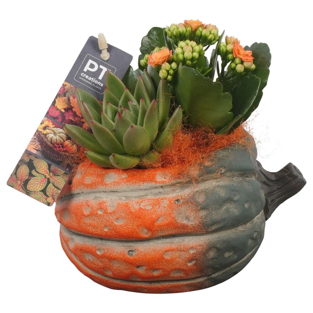 Picture of PTHI5485 Arrangement Autumn indoor in concrete pot P15 16CM