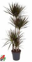 Dracaena Magenta 90-60-30-15
