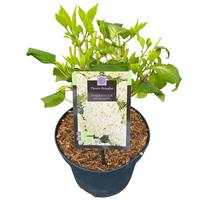 Hydrangea arb. Annabelle
