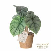 Alocasia scalprum
