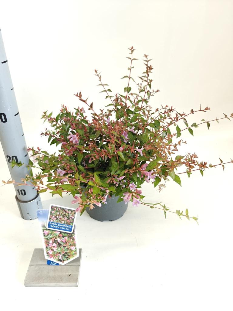 Picture of Abelia Edward Goucher P17 (2 Ltr)