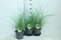 Miscanthus sin. Gracillimus