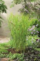 Carex muskingumensis