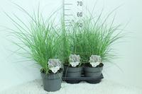 Miscanthus sin. Red Chief