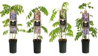 Wisteria in varieties