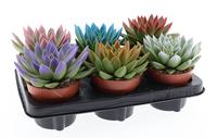 Echeveria Miranda Rainbow tips mix colors