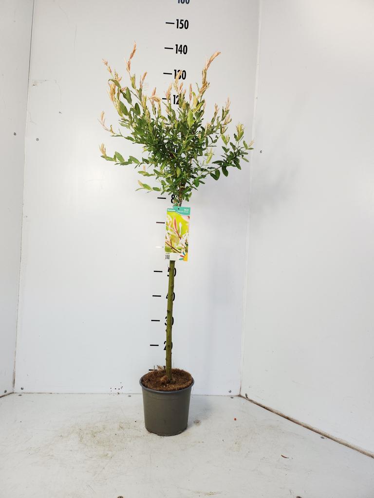 Picture of Salix int. Hakuro-Nishiki P19 (3 Ltr) 60/STD