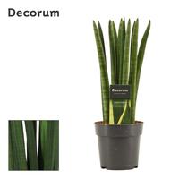 Sansevieria Cylindrica Straight