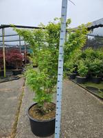 Acer pal. Sangokaku