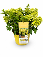 Hydrangea pan. Lemon Light