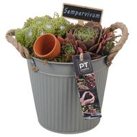 PTS7348 Arrangement Sempervivum in metal pot