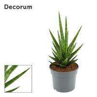 Sansevieria Francisii
