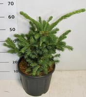 Picea pung. Lucky Strike