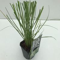 Cortaderia sell. Pumila