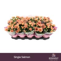 Chrysant Jackson Salmon