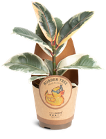 Ficus elastica ´Tineke´