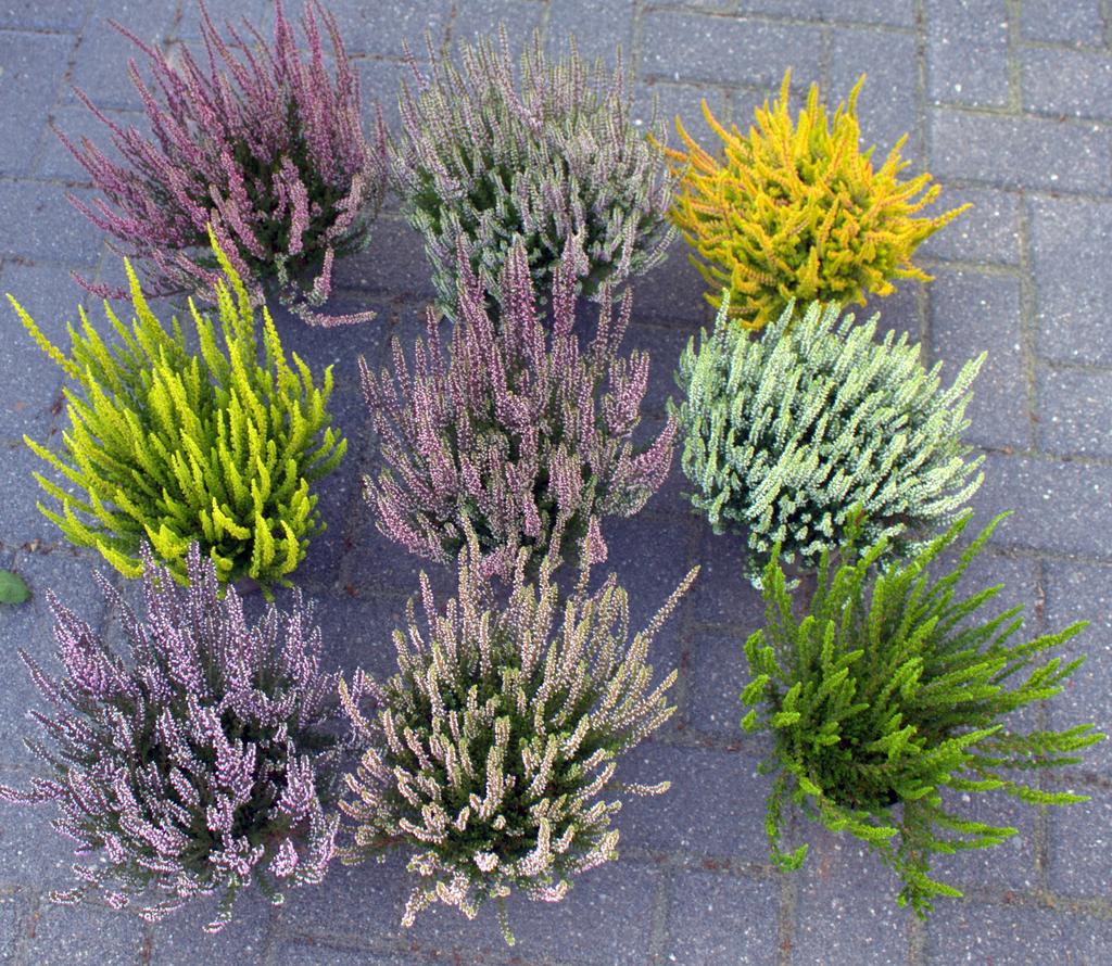Picture of Calluna Garden Girls in varieties KW31-KW37 P12 24CM