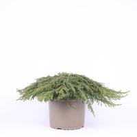 Juniperus com. Green Carpet