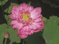 Nelumbo nucifera red