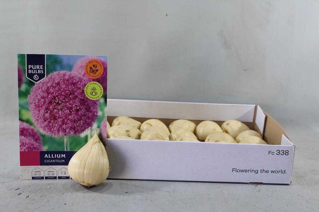 Obrazek Allium Giganteum dry bulb