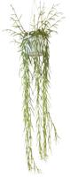 Hoya Linearis