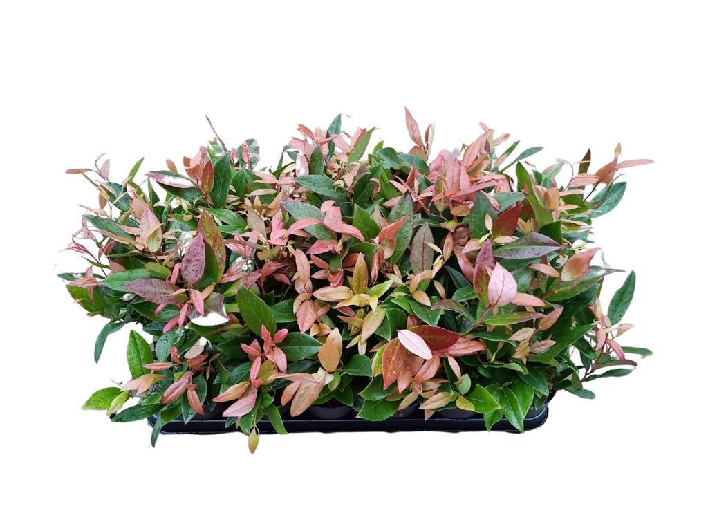 Picture of Leucothoe ax. Zeblid P9