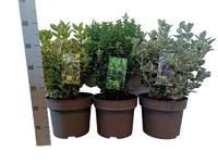 Euonymus jap. in varieties