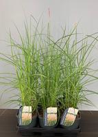 Miscanthus sin. Ferner Osten