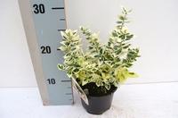 Euonymus fort. Dan's Delight