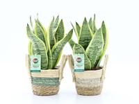 Sansevieria Futura Superba in Noah Stripe basket