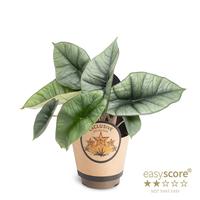 Alocasia platinum
