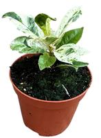 Ficus Shivereana Moonshine