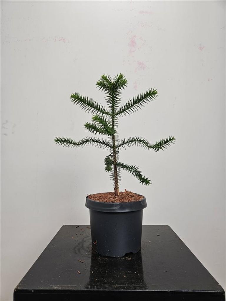 Obrazek Araucaria araucana P23 (5 Ltr)