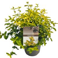 Euonymus jap. Goldmine