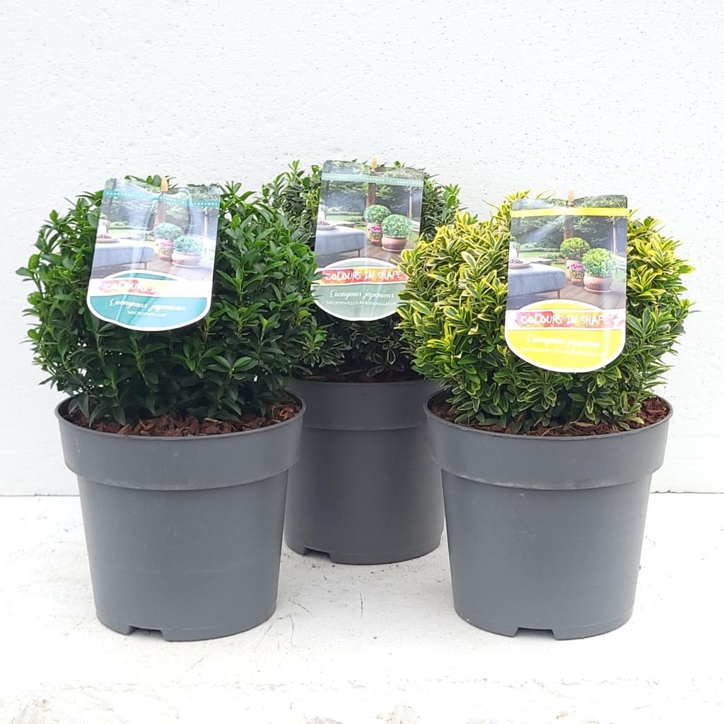 Picture of Euonymus in varieties P23 (5 Ltr) BALL