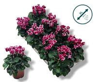 Cyclamen-COMPACT FANTASIA Violet