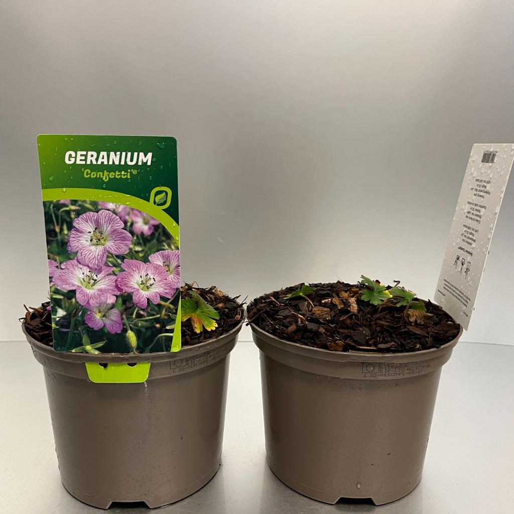 Picture of Geranium Confetti P17 (2 Ltr)