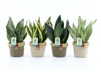 Sansevieria varieties in Noah Deluxe basket