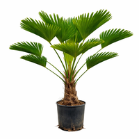 Trachycarpus Wagnerianus