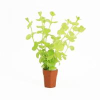 Lysimachia aurea