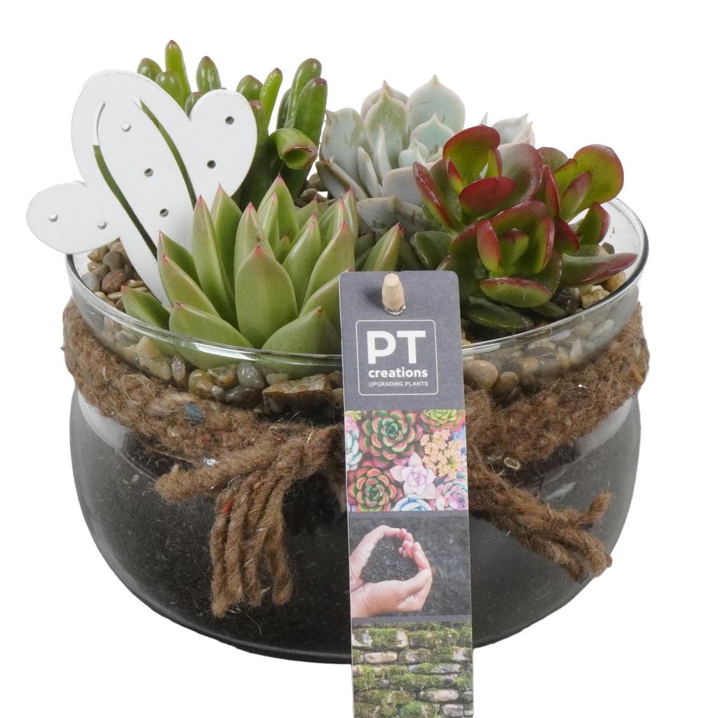 Afbeeldingen van PTSU8421 Arrangement Succulents in glass bowl P16 17cm