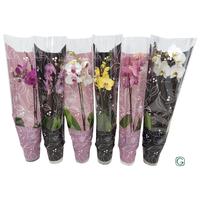 Phalaenopsis hybrid in varieties Glamour mix